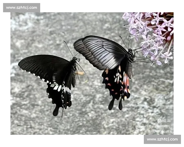 破茧成蝶:在磕碰中淬炼生命的韧性